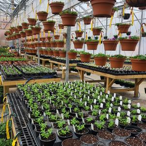 plants dangling in a greenhouse at kent countryside. 