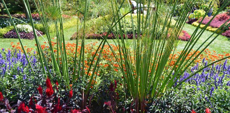 Using Color in the Garden