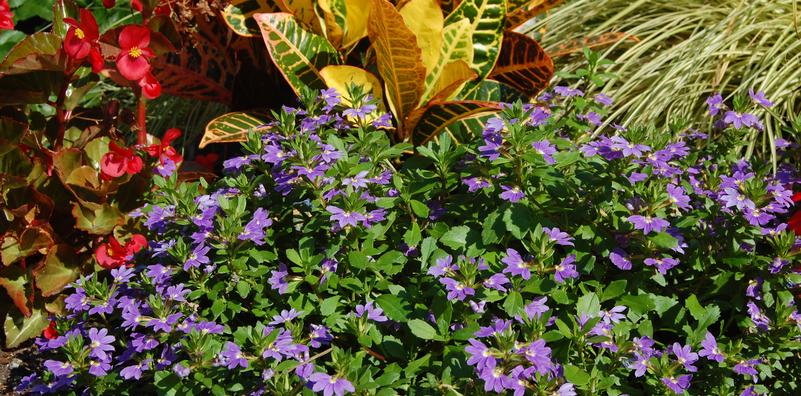 Using Color in the Garden