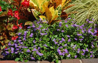 Using Color in the Garden