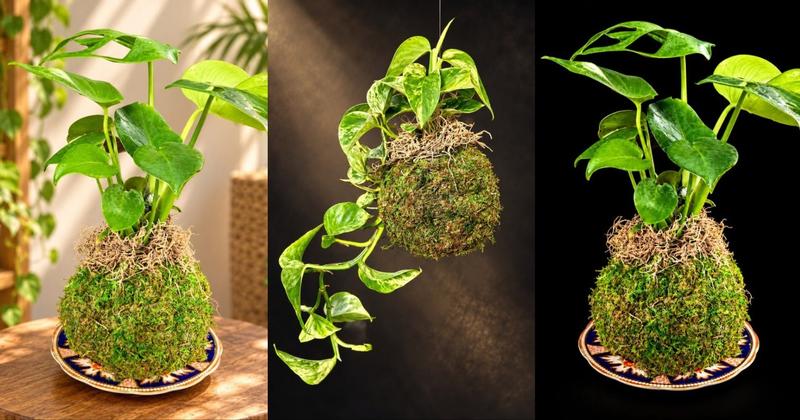 Kokedama Class