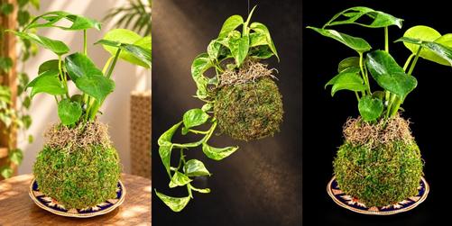 Kokedama Class