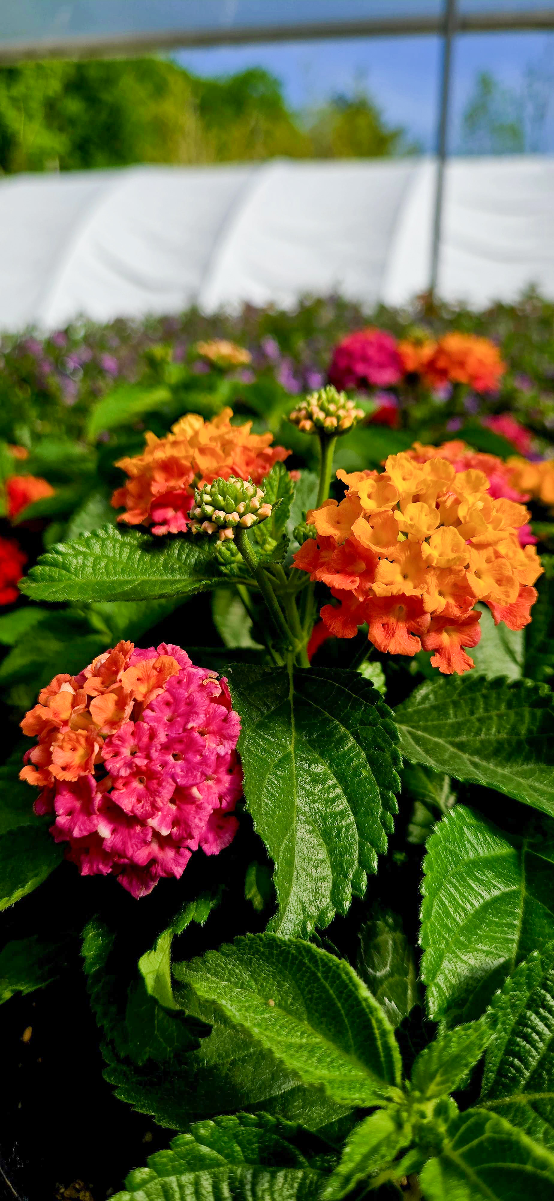 Flower 5