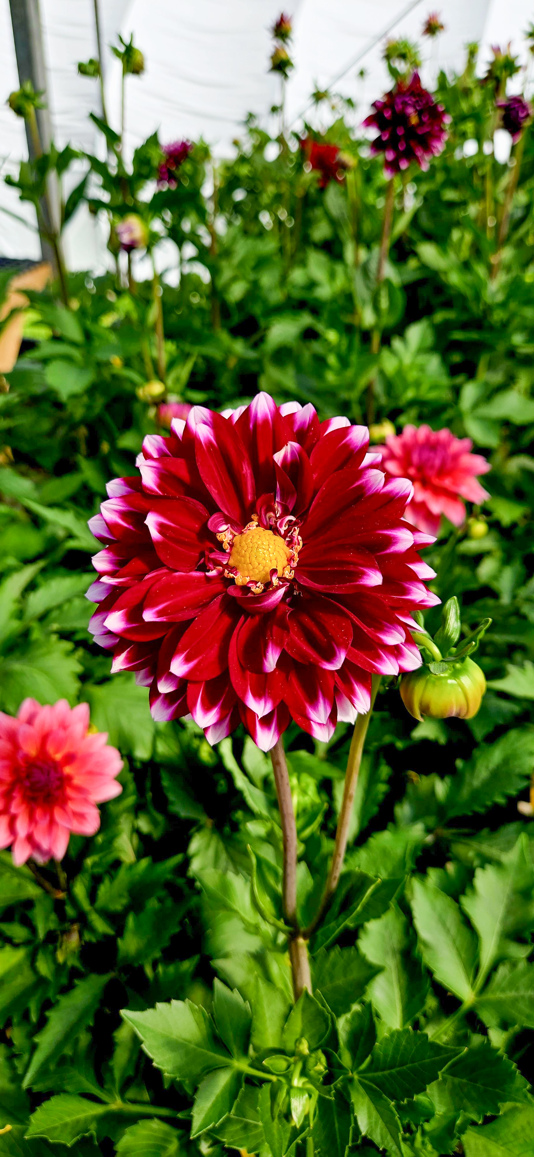 Flower 6