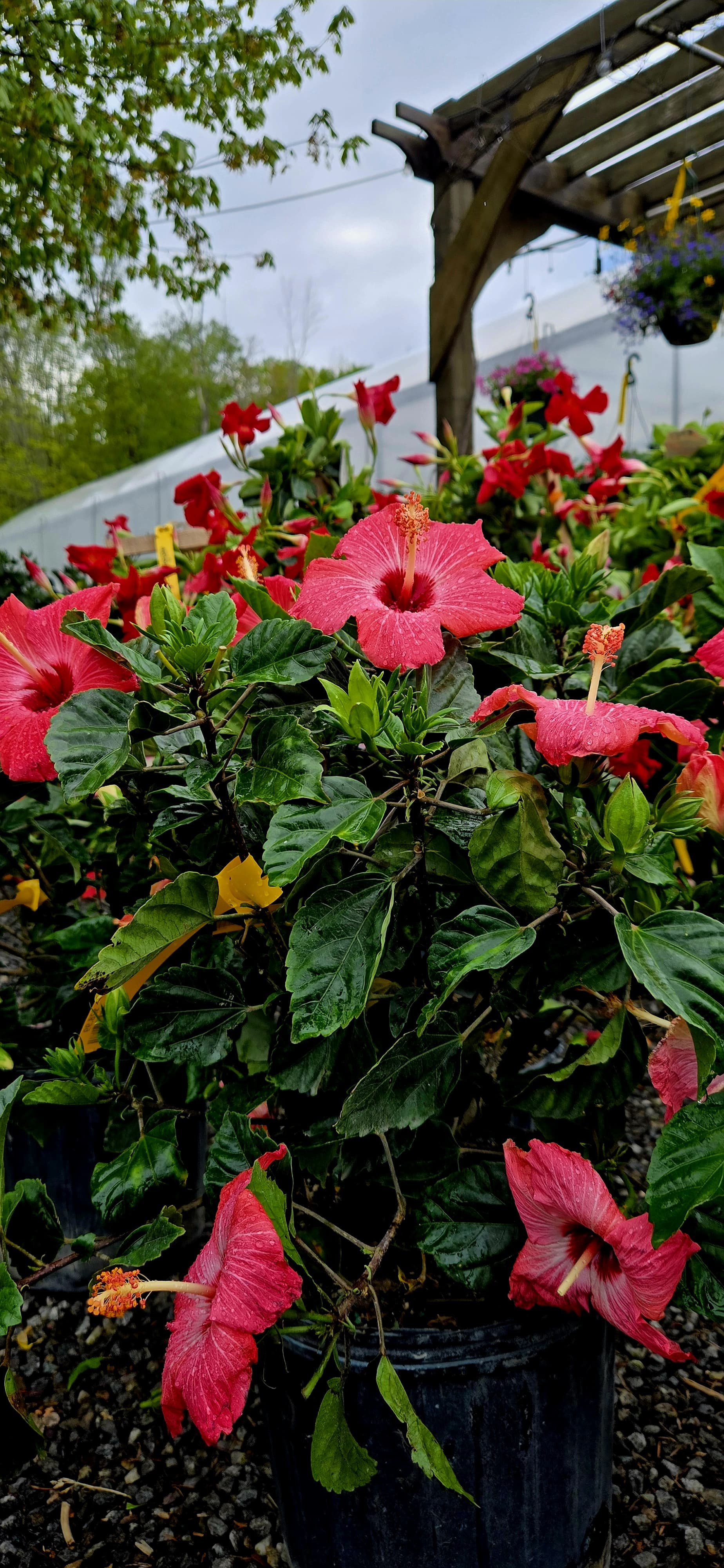 Flower 7