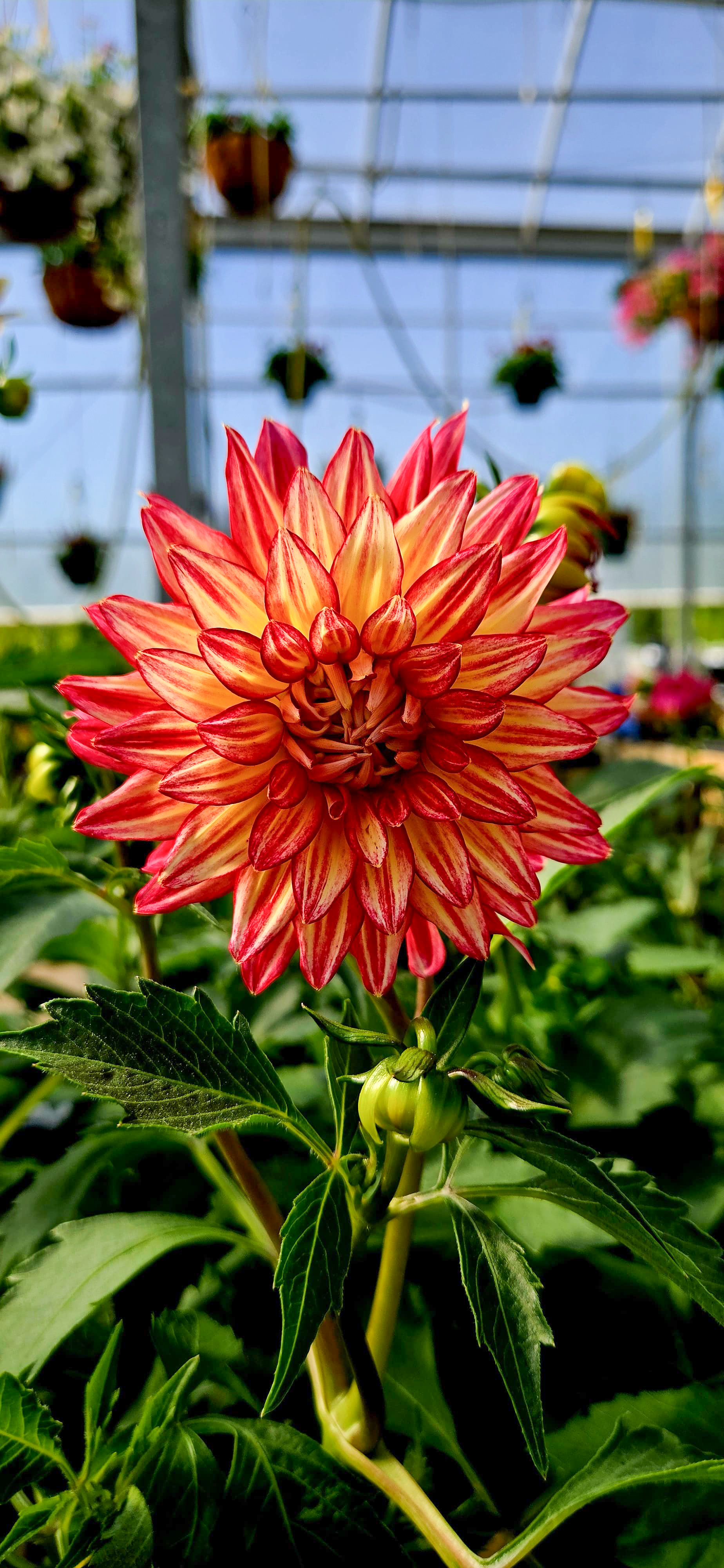 Flower 8