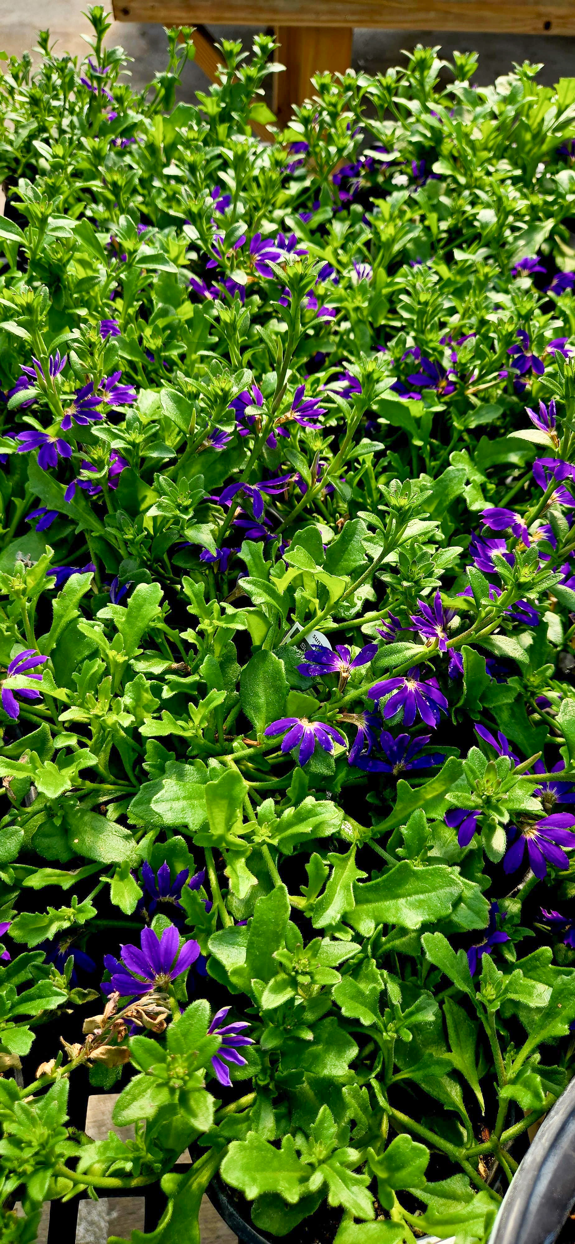 Plant 1
