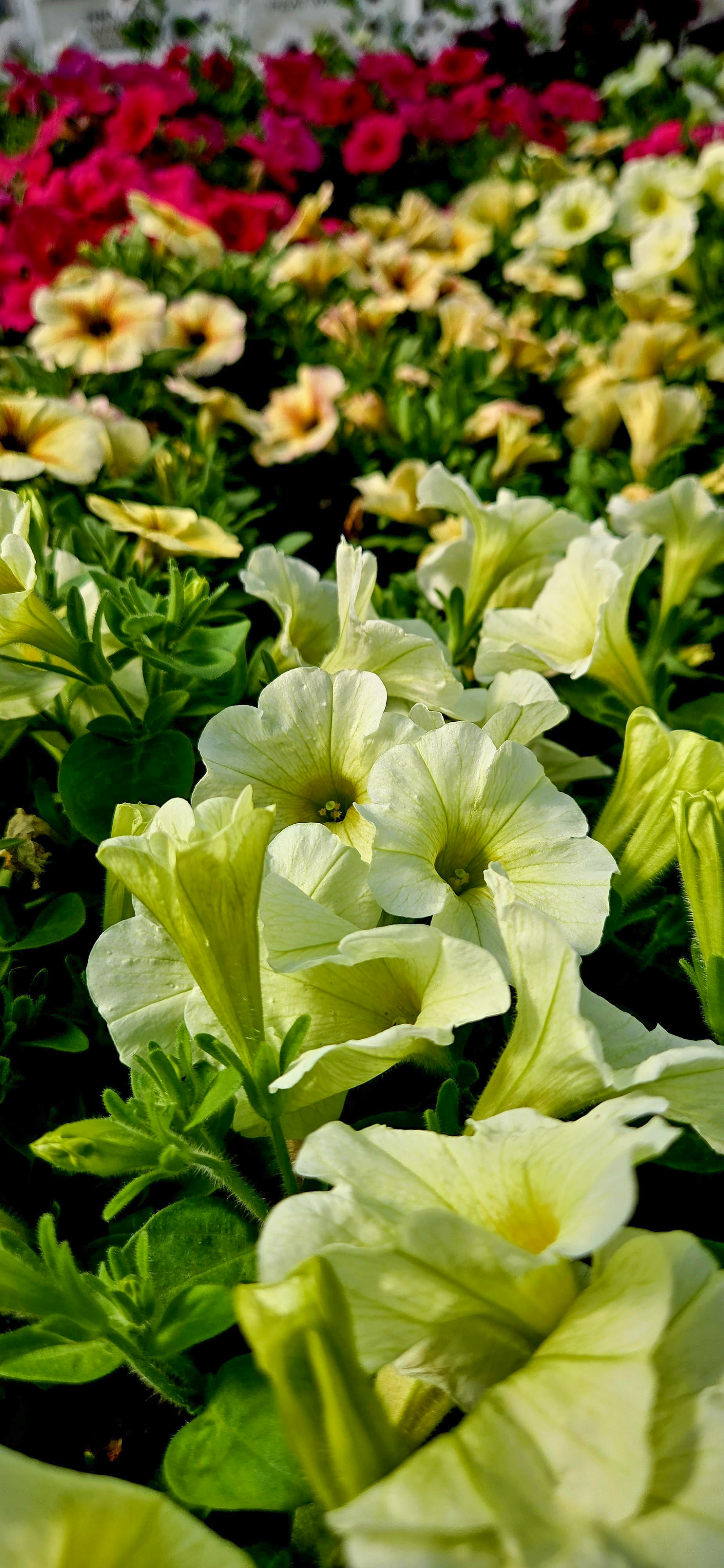 Plant 2