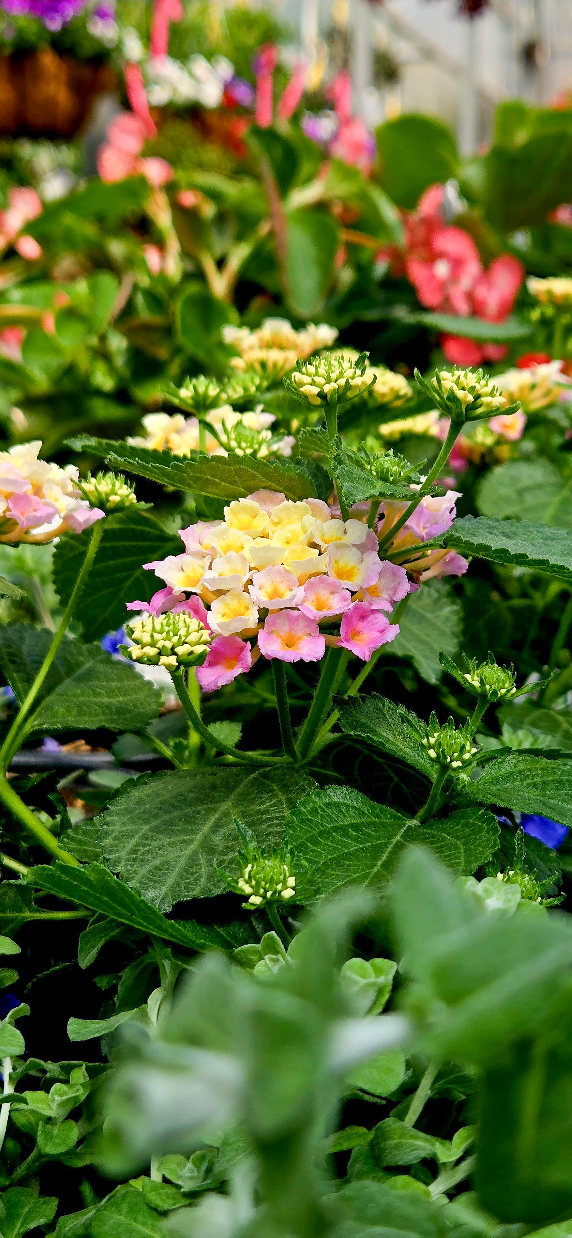 Plant 3