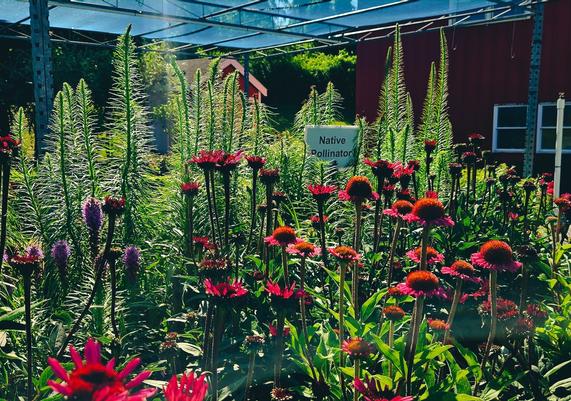 Perennials in Full Bloom