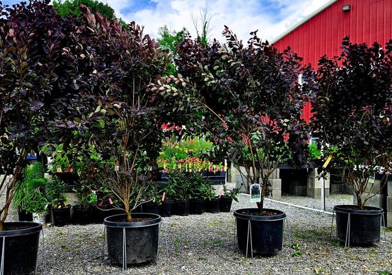 Purple Smokebush Collection