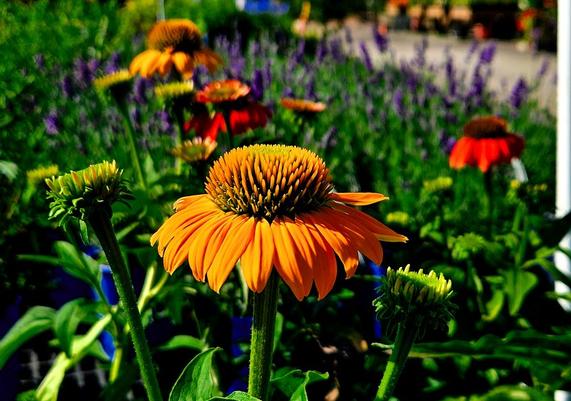 Echinacea Coneflowers