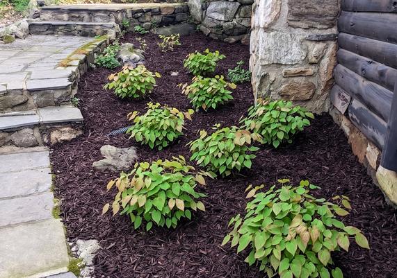Natural Stone Steps & Shade Garden