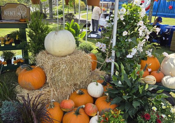 Pumpkins and hay bales with fall flowers at Kent Community Day