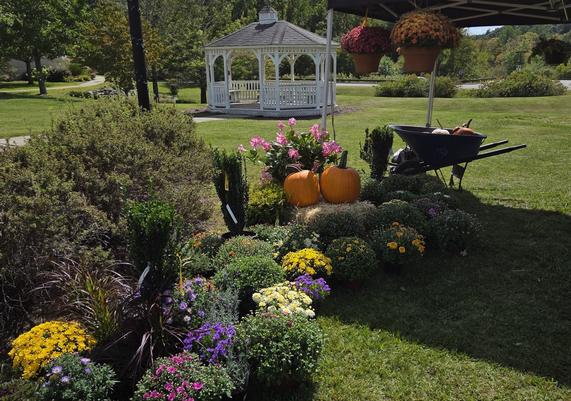 Fall mums near the gazebo at Kent Community Day