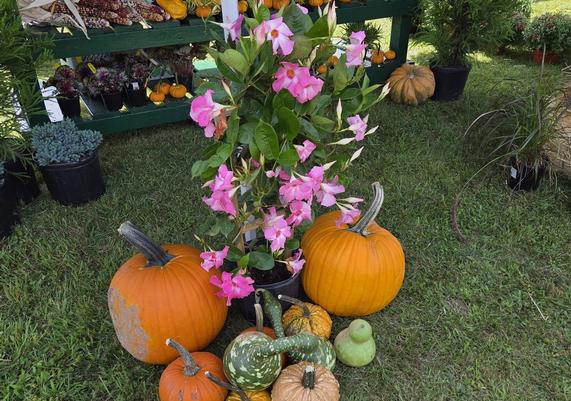 Pink mandevilla with pumpkins and gourds