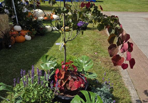 Seasonal container plantings at Kent Community Day