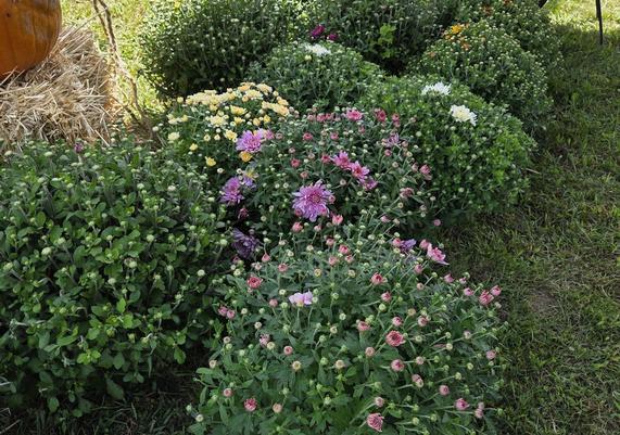 Garden mums in bloom at Kent Community Day