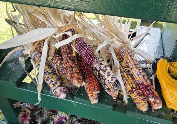 Ornamental corn and gourds on the Kent Countryside display stand