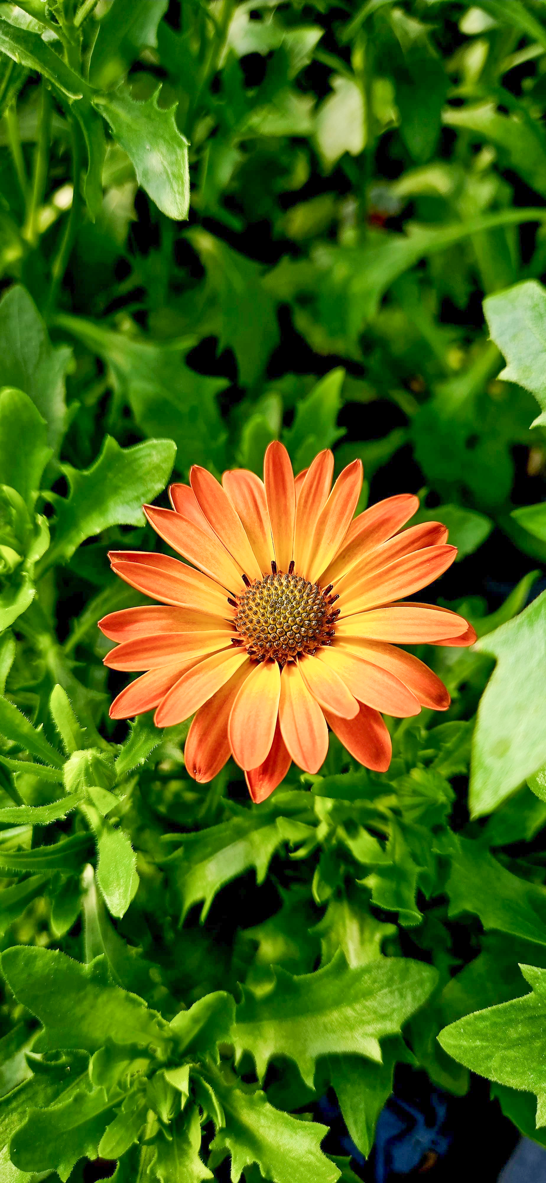 Flower 2