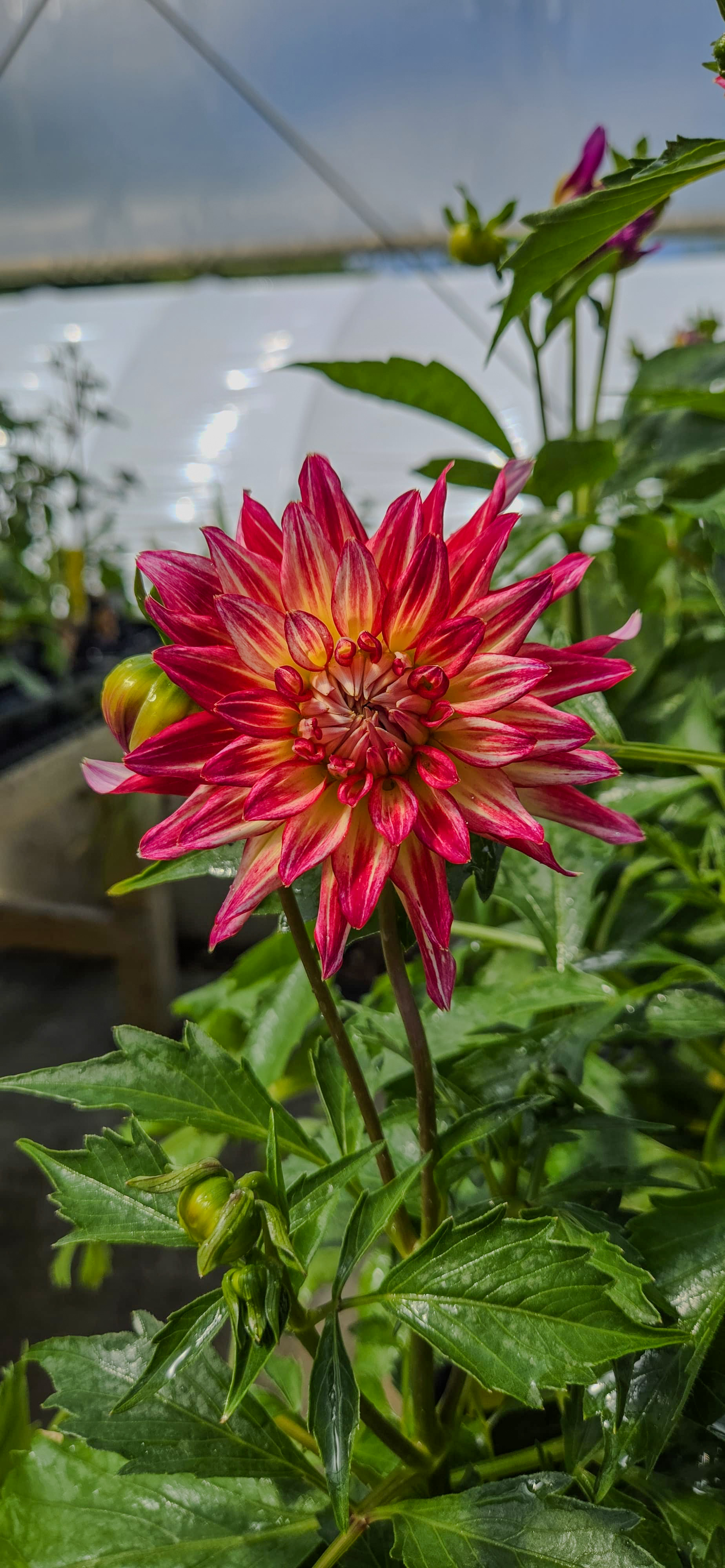 Flower 4
