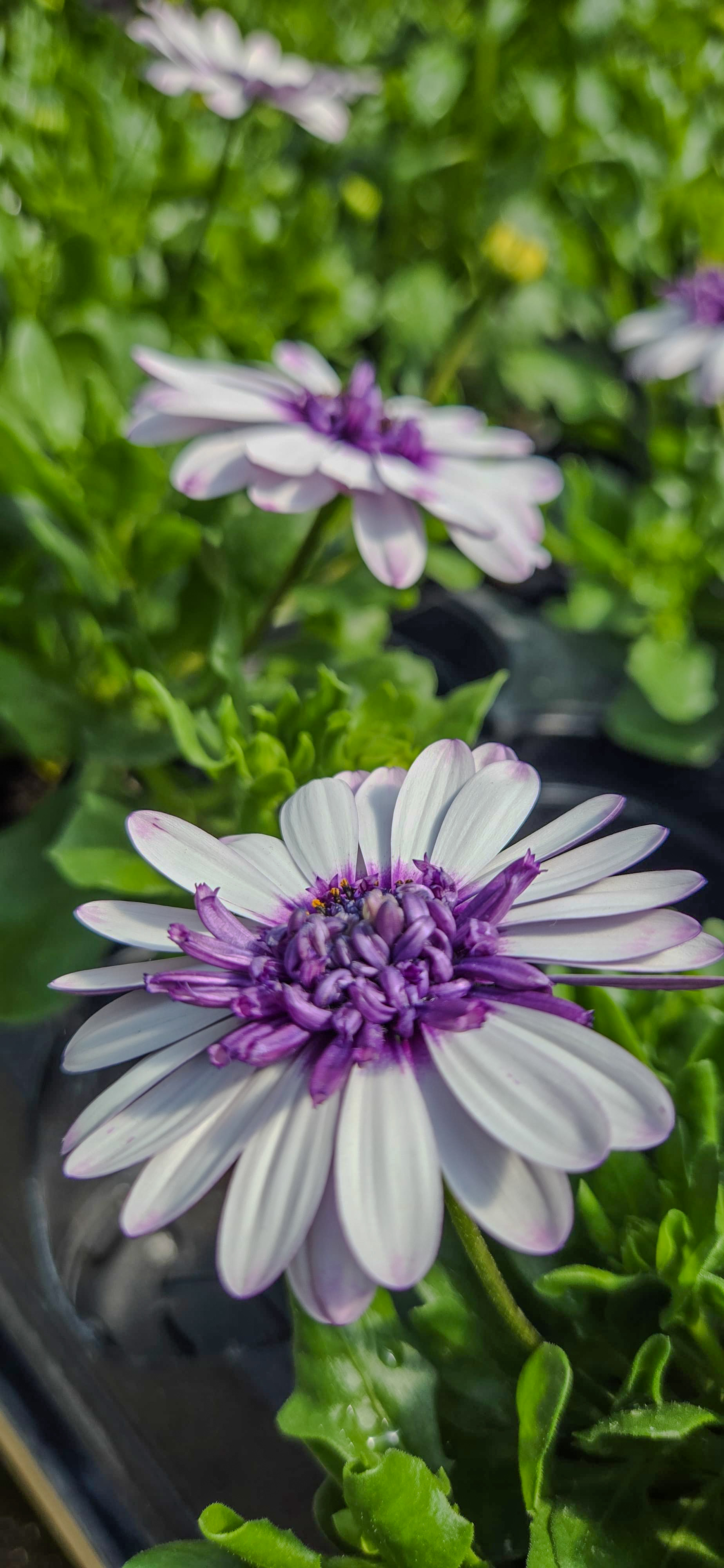 Flower 1