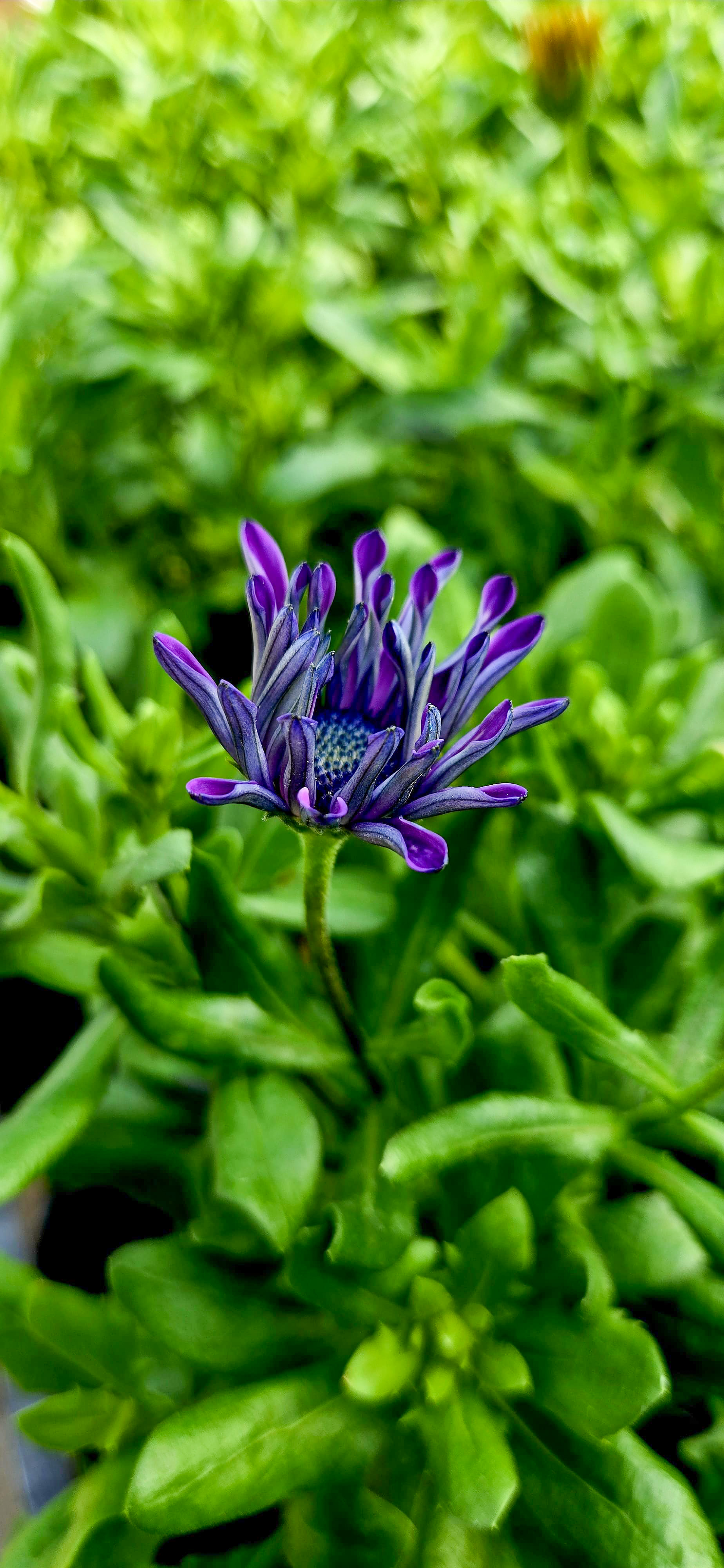Flower 3