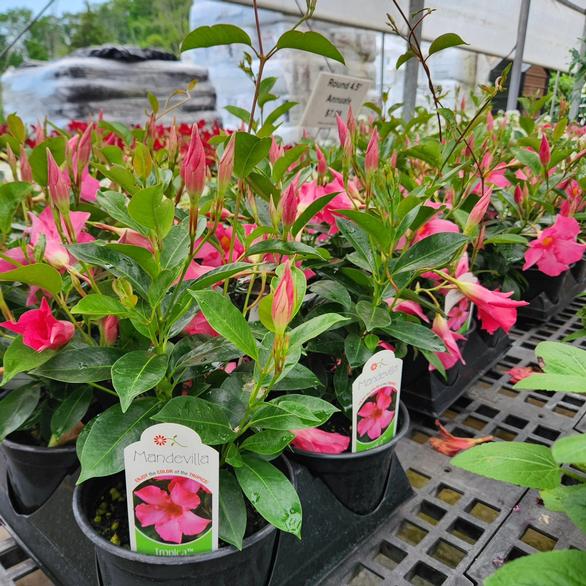 4,000+ sq. feet of home-grown lush flowers and foliage!