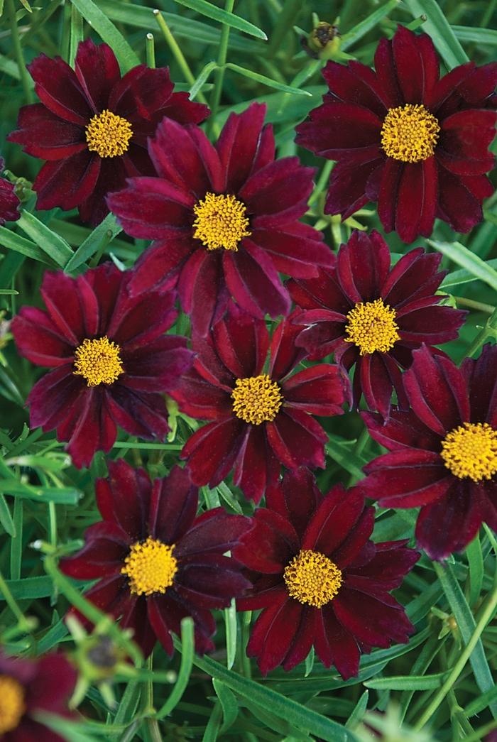 Coreopsis Big Bang&trade; Mercury Rising