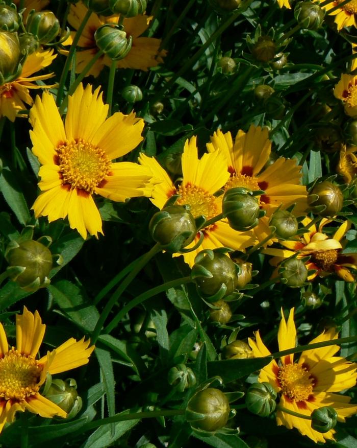 Coreopsis grandiflora Baby Sun