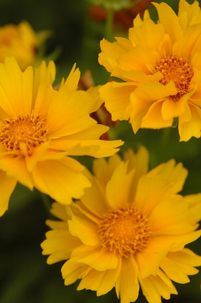 Coreopsis grandiflora Presto