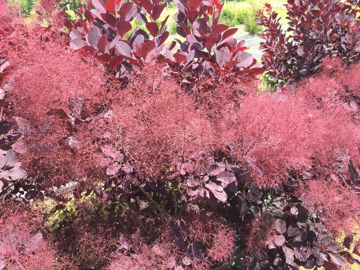 Cotinus coggygria Winecraft Black&reg;