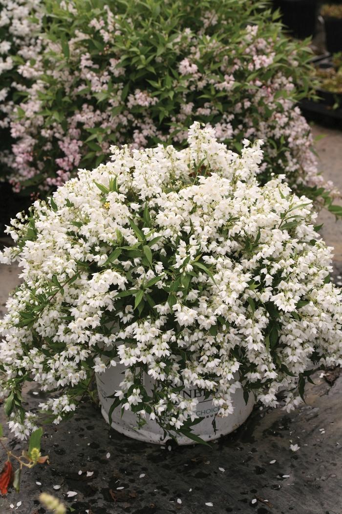 Deutzia Yuki Snowflake&reg;