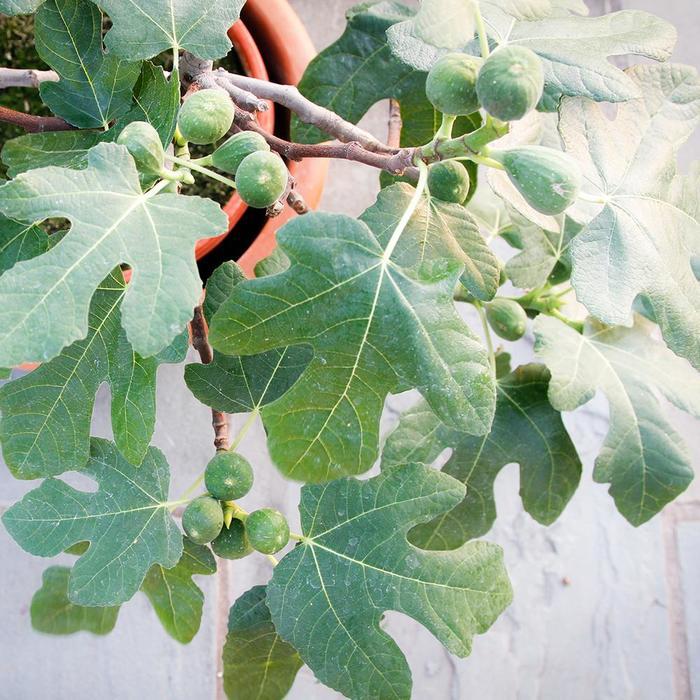 Ficus carica Fignomenal&reg;