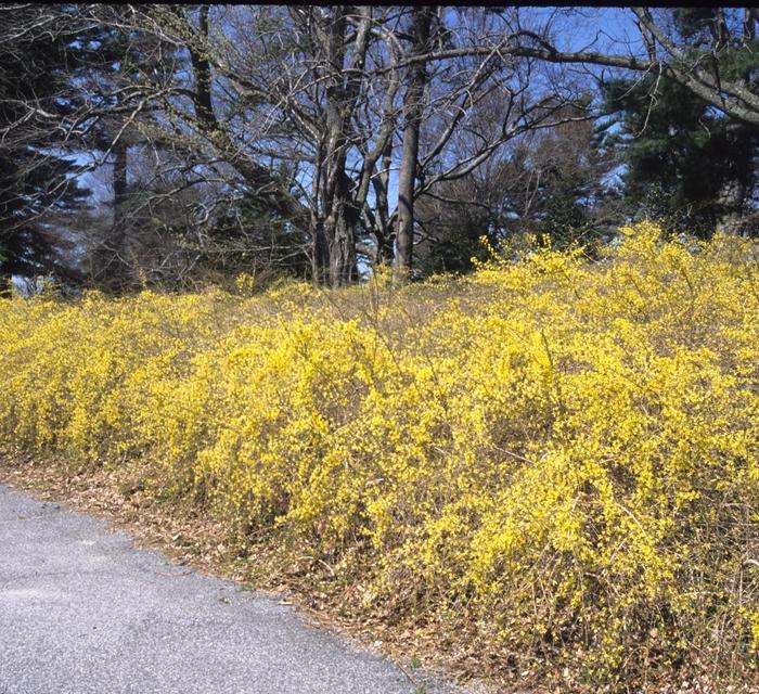 Forsythia suspensa 
