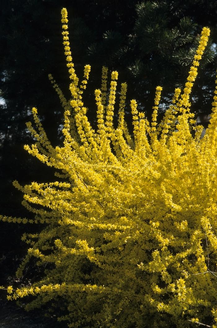 Forsythia x intermedia 