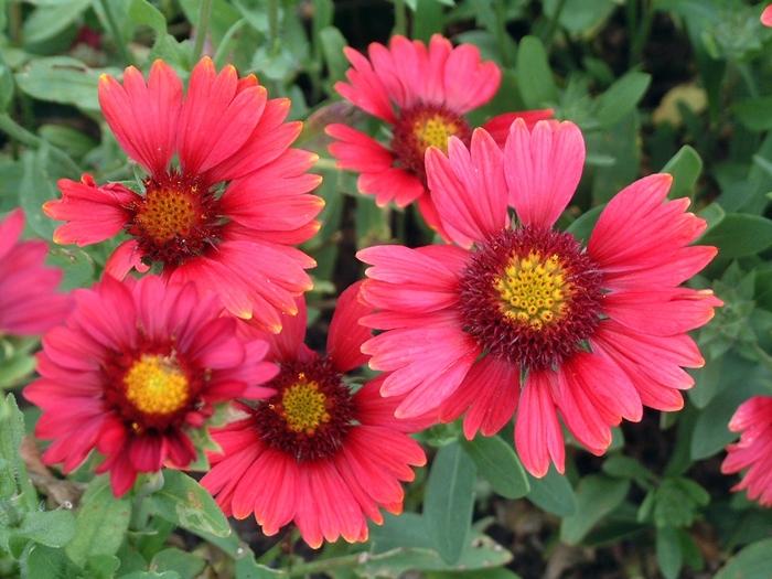 Gaillardia x grandiflora Burgundy