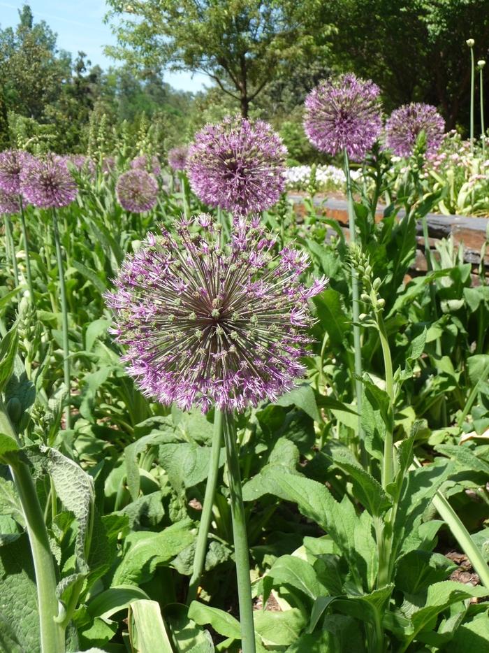 Allium giganteum Gladiator