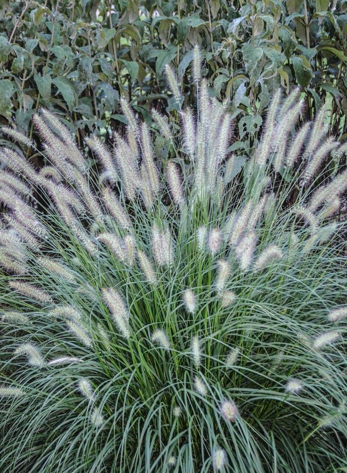 Pennisetum alopecuroides Hameln