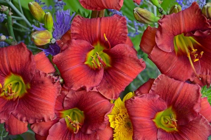 Hemerocallis Funny Valentine