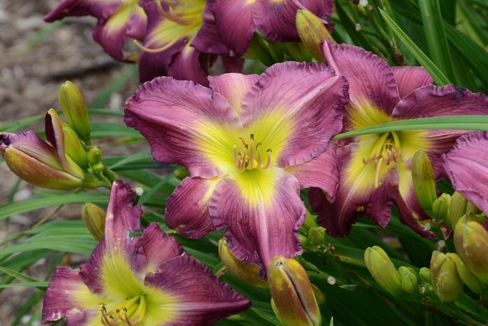 Hemerocallis Garden Show