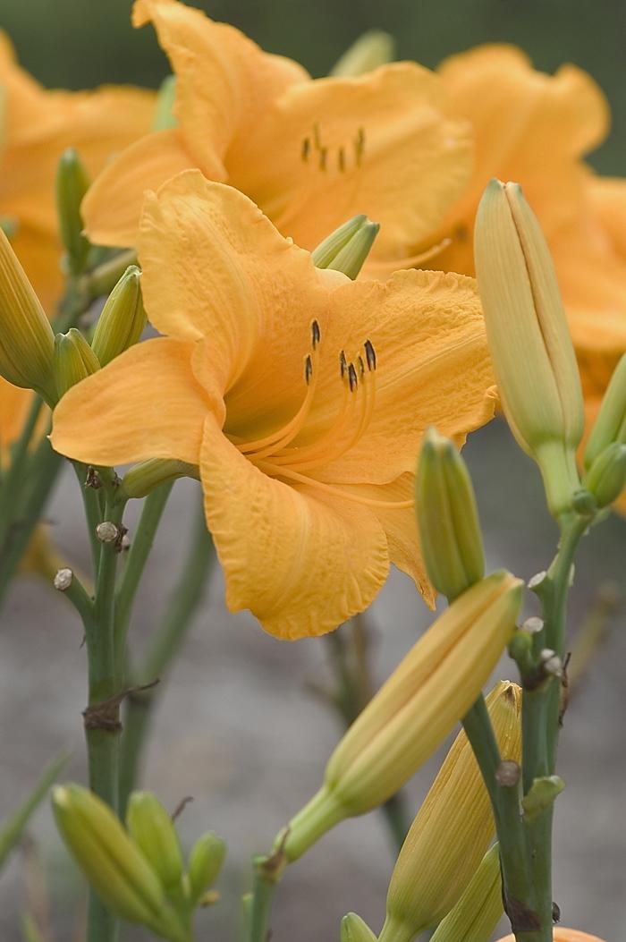 Hemerocallis Spellbinder