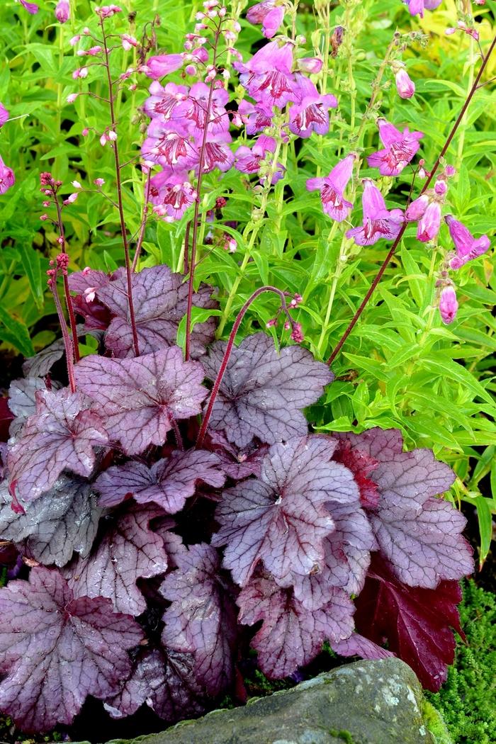 Heuchera Georgia Plum