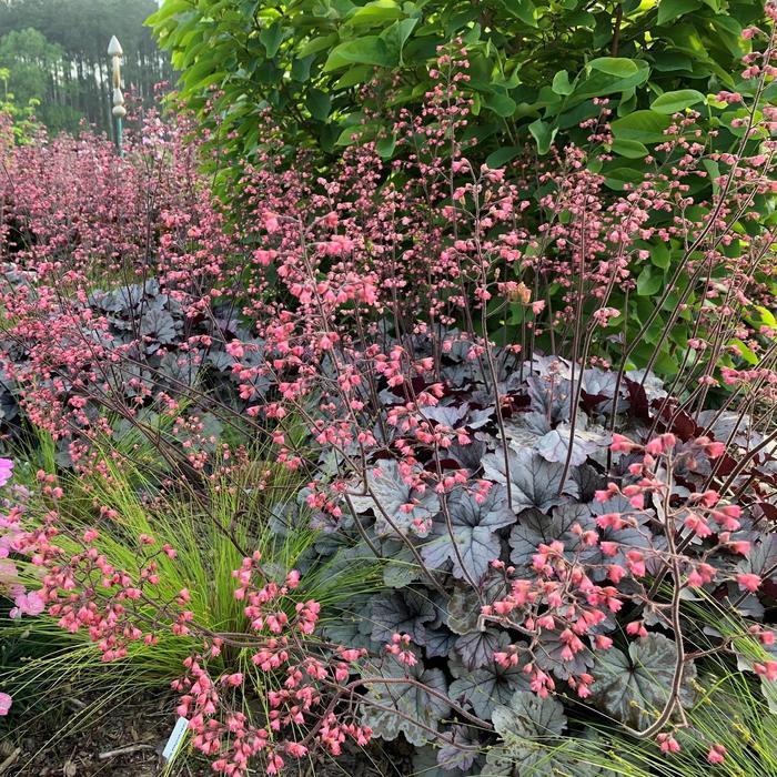 Heuchera Smoke and Mirrors