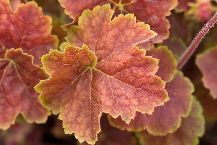 Heuchera Miracle