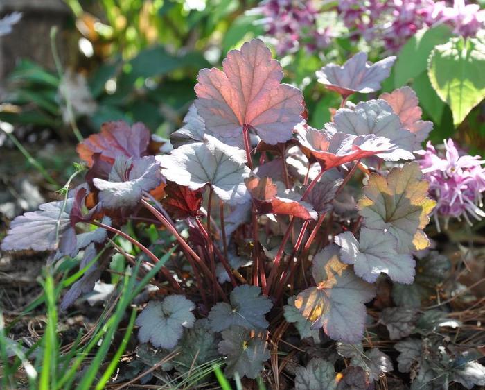 Heuchera Stainless Steel