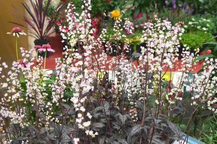 Heucherella Infinity