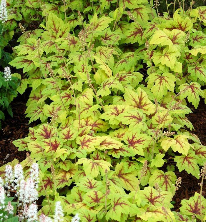 Heucherella Stoplight