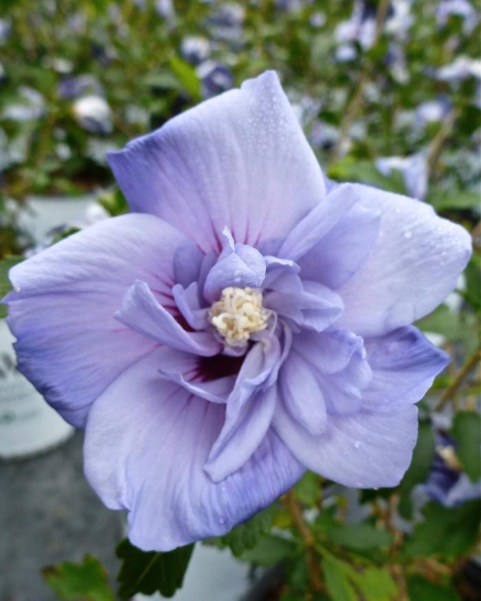 Hibiscus syriacus Blue Satin&reg;