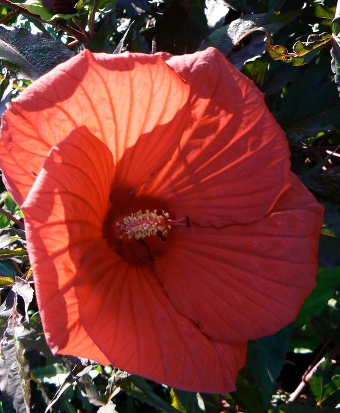 Hibiscus Fireball
